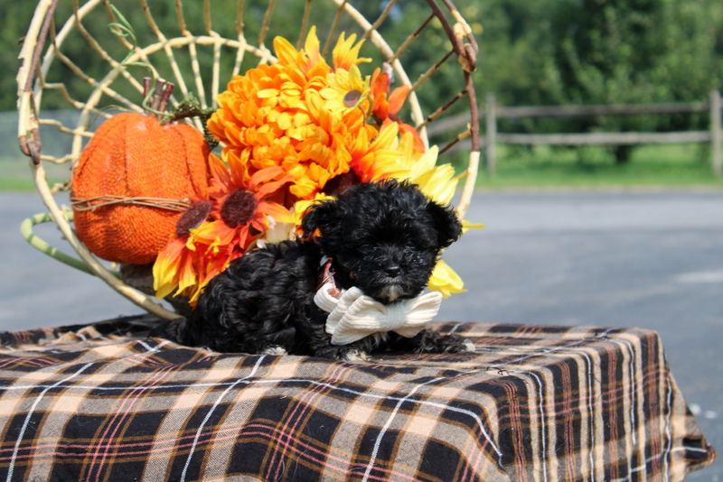 puppy, for, sale, Maltipoo, Matthew B. Stoltzfus, dog, breeder, Gap, PA, dog-breeder, puppy-for-sale, forsale, nearby, find, puppyfind, locator, puppylocator, aca